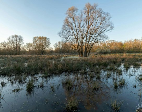 Beheerexcursie in de Boelaremeersen