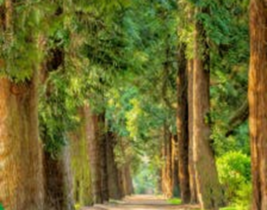 Vertelwandeling