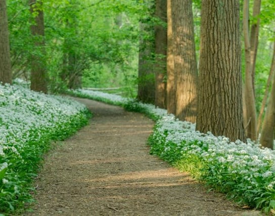 Raspaillebos in bloei!