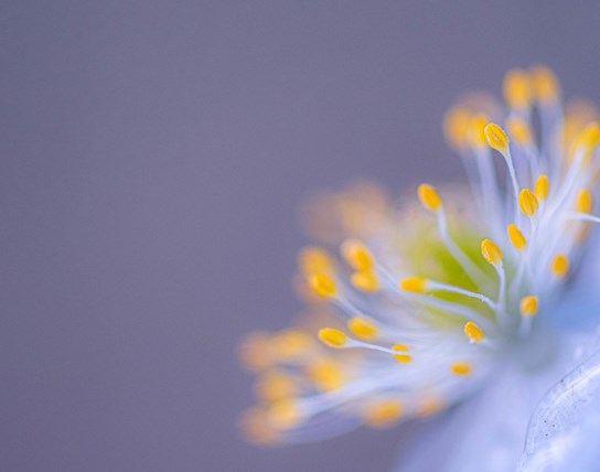 Fotoworkshop Bosanemonen in Geraardsbergen