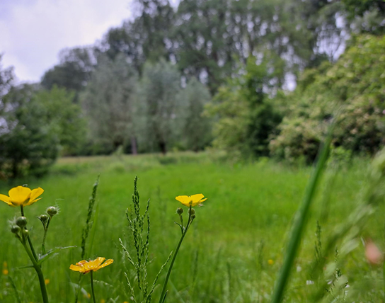 Begeleide wandeling - Ontdek het verborgen verhaal van Geraardsbergen