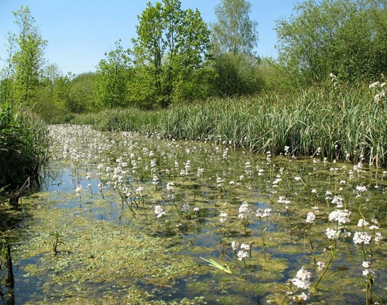 Begeleide wandeling - Zomerse natuurwandeling in de Boelaremeersen