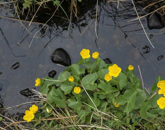 Opleiding ecohydrologie voor beheerders