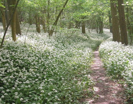 Begeleide wandeling - Ontdek het stiltegebied en het mysterieuze Raspaillebos